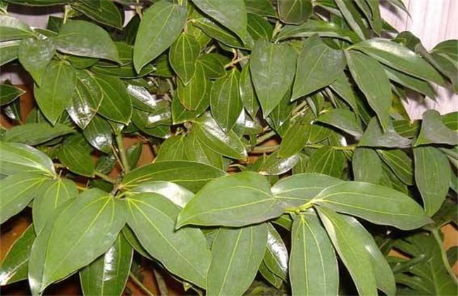 Causes of yellowing of leaves of Yuanbao tree and its solution