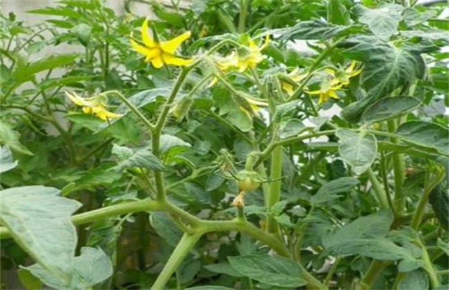 Management points of early flowering stage of Tomato