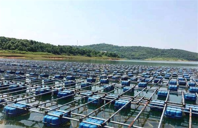 Technology of fish culture in cage in reservoir