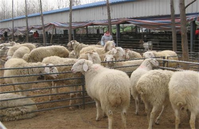 Breeding Technology of Small Tail Han Sheep