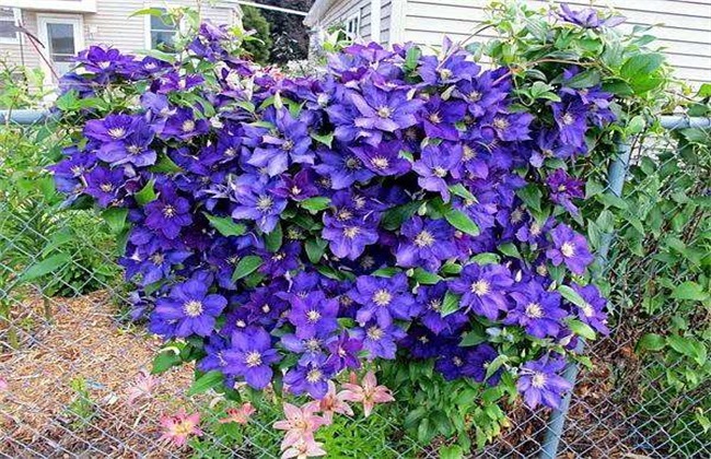 Culture methods of Clematis