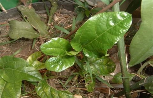 What about the stuffy seedlings of passion fruit?