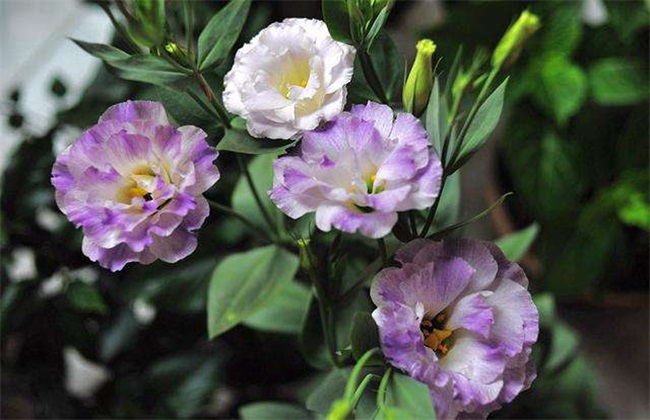 How to deal with Platycodon grandiflorum after flowering