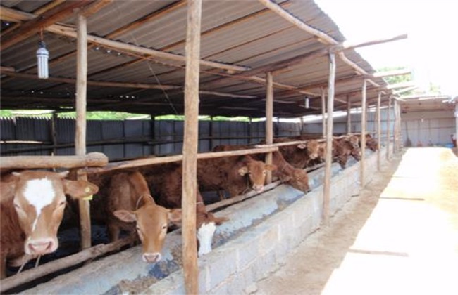 Environmental Sanitation Management of cattle Farm