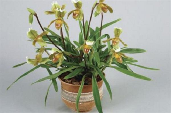 How to grow orchids to flourish