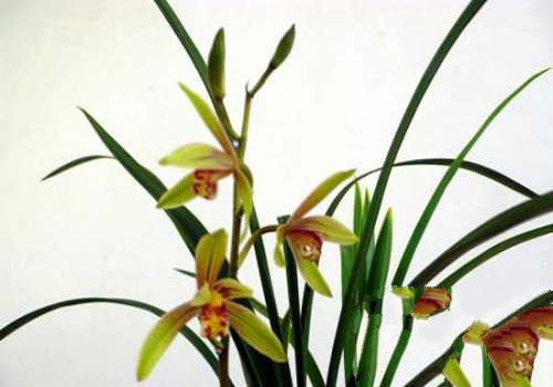 How to identify the quality of orchids and the selection and purchase of orchid-growing plants