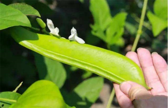 Causes and preventive measures of falling flowers and pods of knife bean