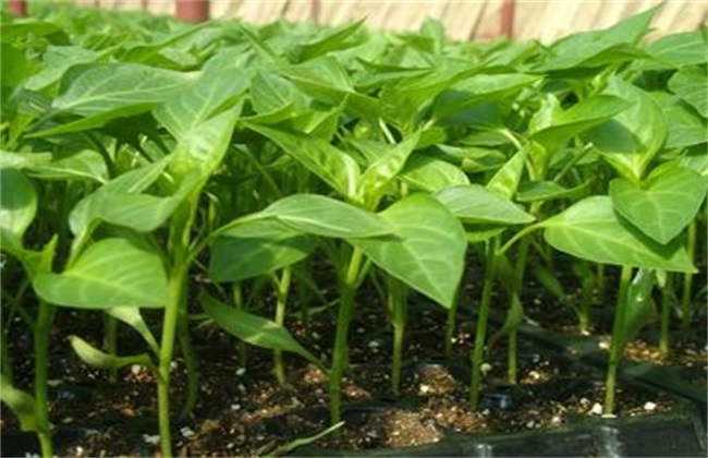 How to make pepper seedlings grow fast