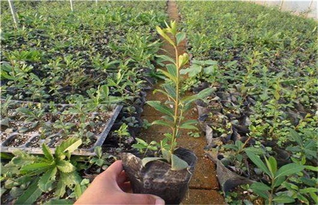 Cutting technique of Euonymus officinalis