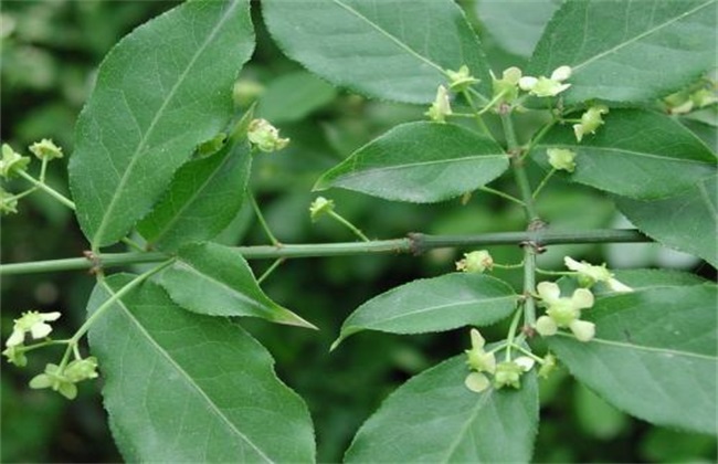 Planting and Management Technology of Euonymus