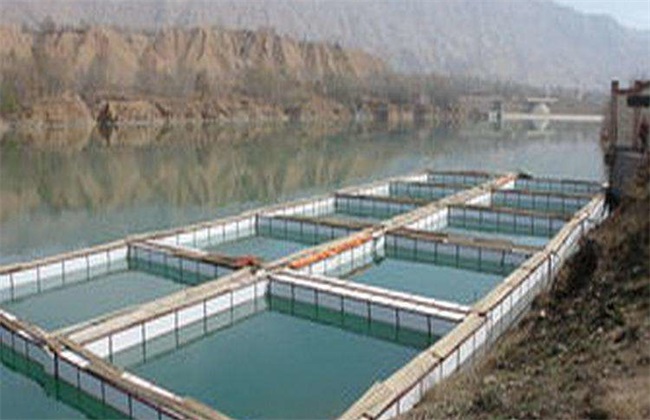 Advantages and disadvantages of fish culture in cage