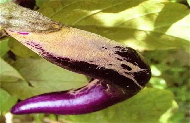 Control methods of eggplant thrips