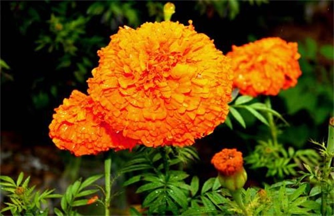 The reason why marigold does not bloom and its solution