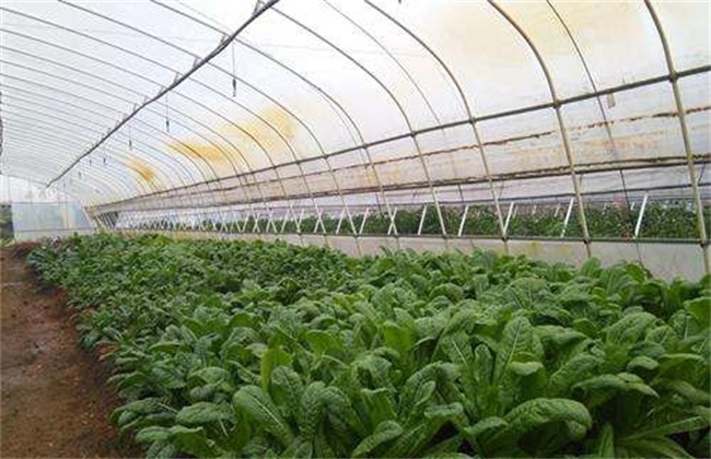 How to manage lettuce in greenhouse in winter