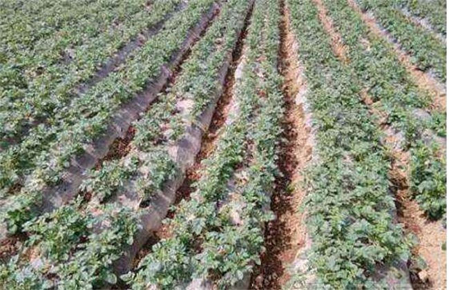 Key points of Potato Management in the Middle and late stage