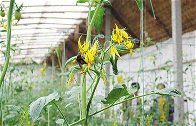 Matters needing attention in using bumblebee pollination in winter