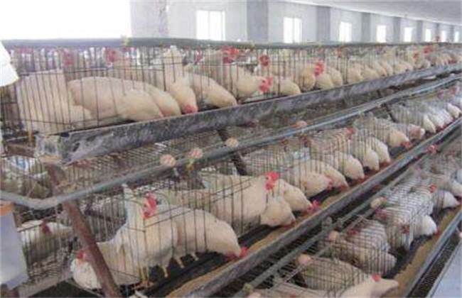 Cage rearing technology of white-feathered broilers