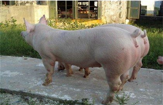 How to keep the breed of three-yuan sow