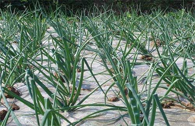 Planting technology of onion covered with plastic film