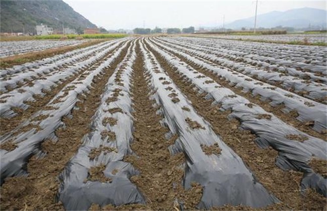 What about the burned vegetables covered with plastic film?