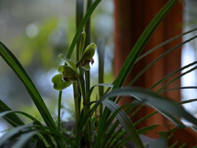 How to bask in the sun of potted orchids