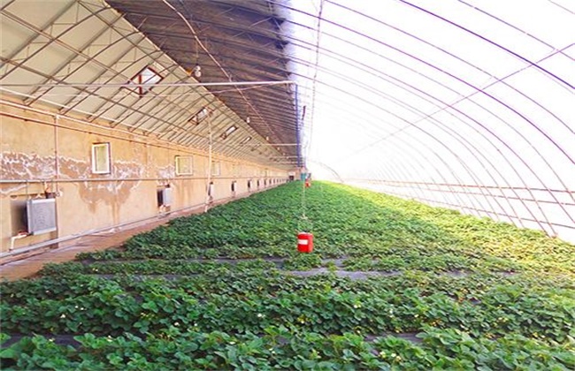 How to solve dripping water in vegetable greenhouse in winter