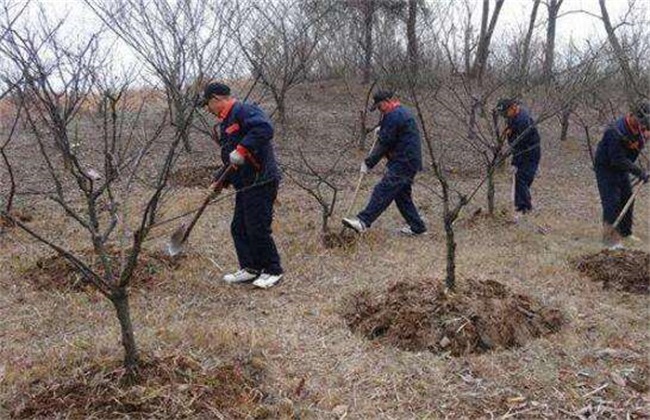 Fertilization techniques for Fruit trees in Winter