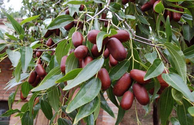 Management techniques of jujube in spring