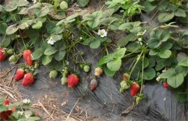 Control measures of Strawberry virus Disease