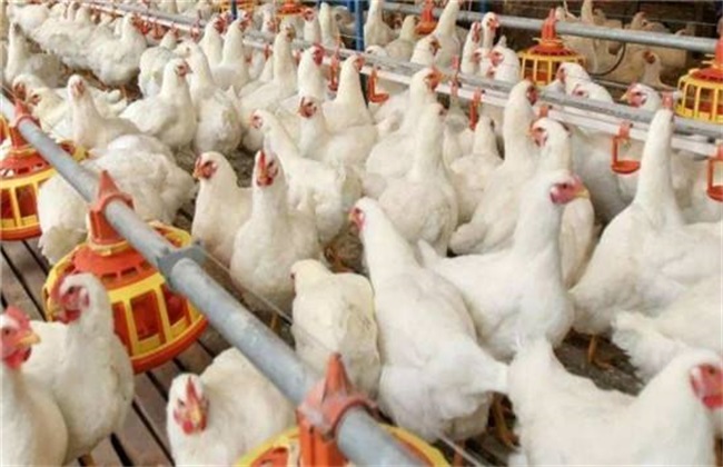 Growth environment of white-feathered broilers