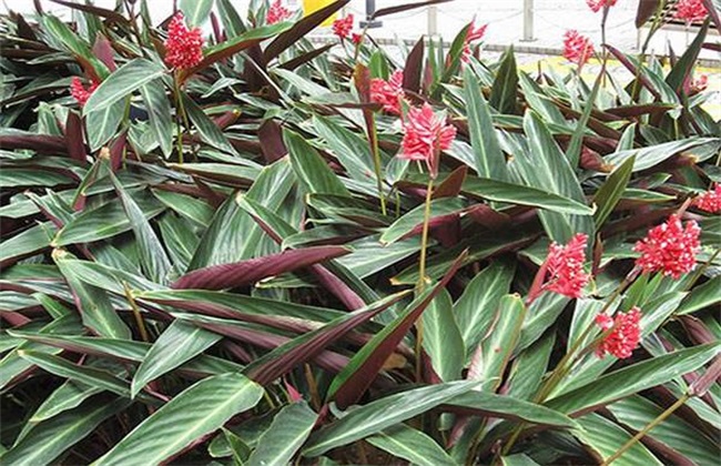 Culture methods and matters needing attention of bamboo taro