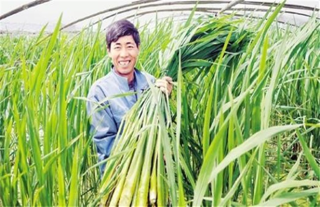 Key points of harvesting Zizania caduciflora