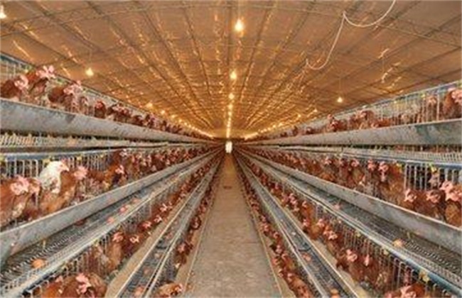 Key points of prenatal management of laying hens