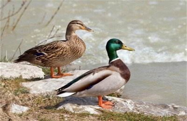 The breeding cost of mallard duck