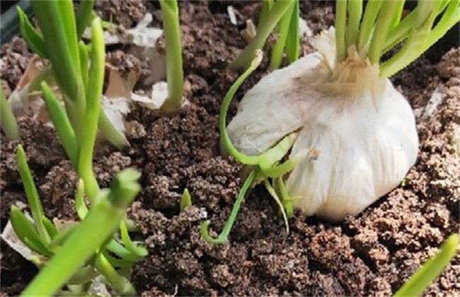 What is the reason for the slow emergence of garlic