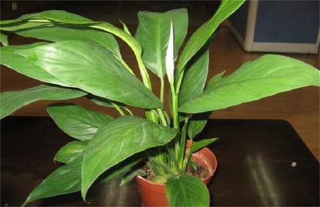 Causes of drooping leaves of White Crane Taro and its solution