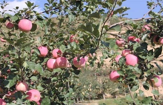 How to color the apple quickly after picking the bag?