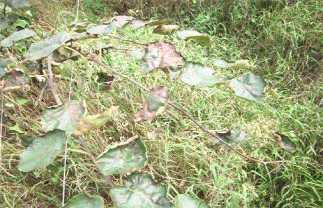 How to prevent defoliation of kiwifruit during harvest