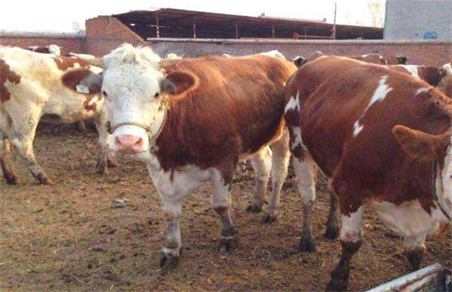 How to prevent losing weight by raising cattle in winter