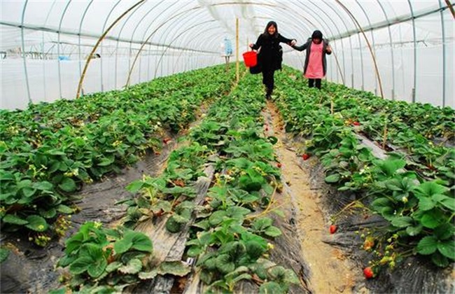 Key points of ventilation management in strawberry greenhouse