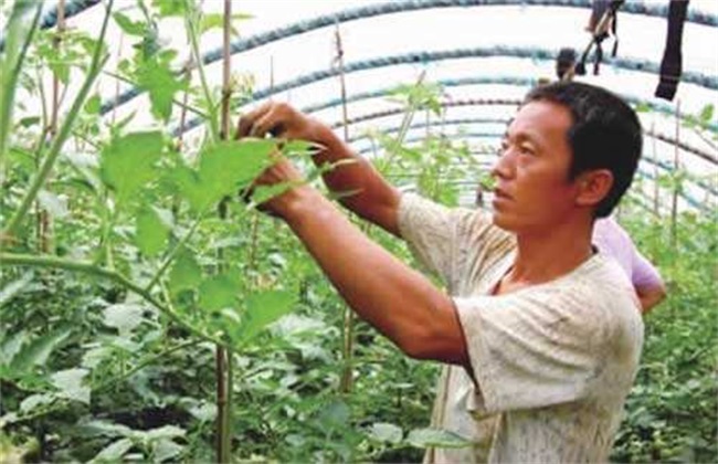 The method of picking the heart of tomato