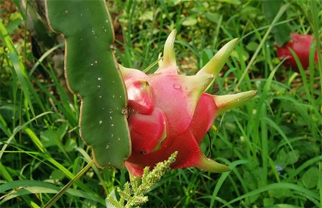 How to improve the fruit setting rate of dragon fruit