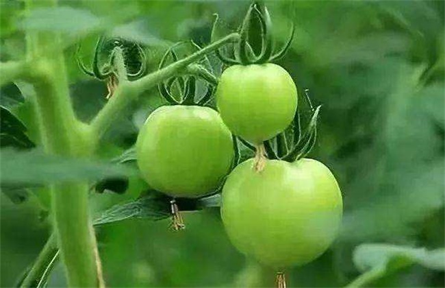 The reason and solution of Tomato not expanding Fruit