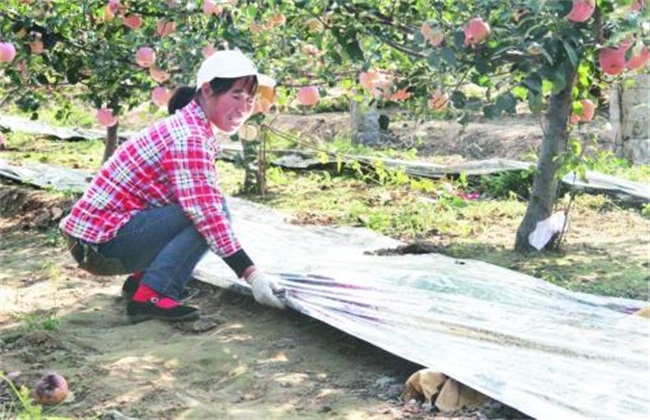 Effect of Reflective Film on Apple Orchard