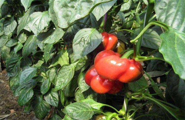 High-yield management mode of colored pepper