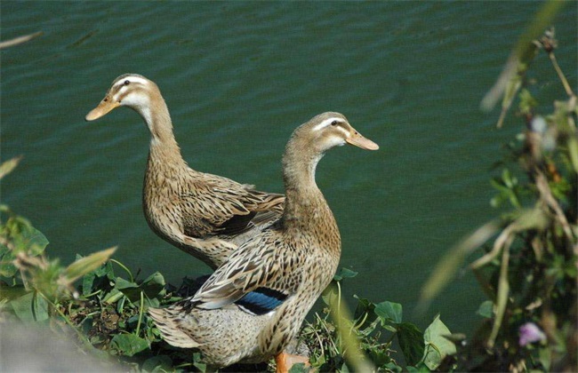 Factors affecting the laying rate of laying Duck