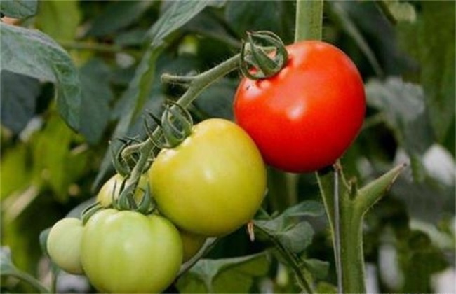 Management Technology of Color conversion period of Tomato