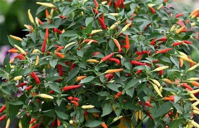 How to improve the Fruit setting rate of Color Pepper