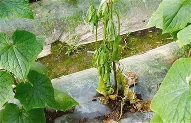 Causes and control methods of falling seedlings of vegetables