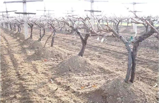 Cold prevention measures of grape in winter